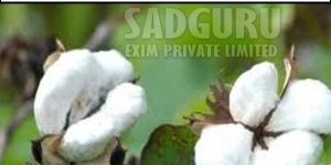 Sadguru Platinum Raw Cotton