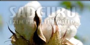 Sadguru Raw Cotton