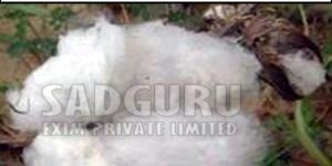 Sadguru Silver Raw Cotton