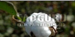 Sadguru Raw Cotton