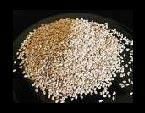 Sesame Seed