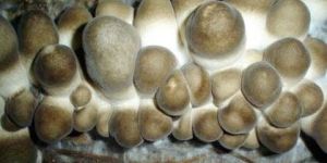 Grey Button Mushroom