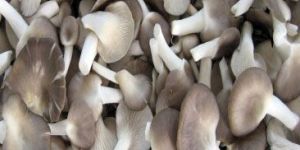 Grey Oyster Mushroom