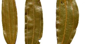 Dried Bay Leaves