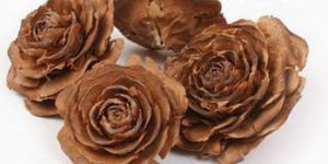 Cedar Rose,cedrus Atlantica