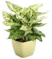 Home Decorative Plant