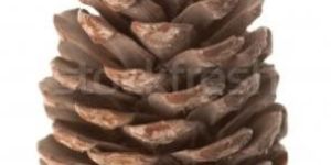 Pine Cones