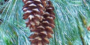 Pinus Wallichiana