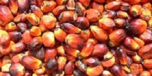 Palm Kernels