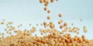 Soybean Seeds
