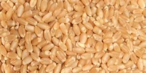 Wheat