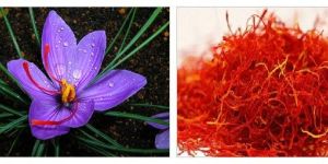 Saffron