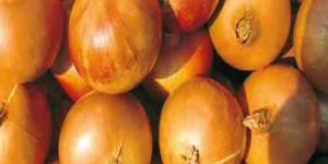 Brown Onion