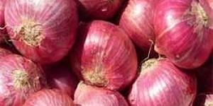 Red Onion