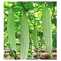 Snake Gourd, Vegetables