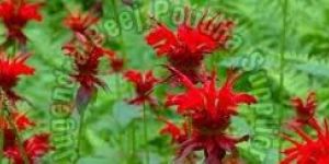 Forestry Plant Seeds