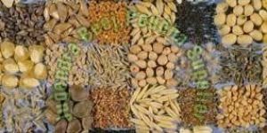 Horticultural Seeds