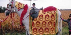 Wedding Horse Costume
