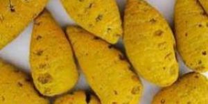Turmeric Bulbs