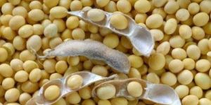 Soybean Seeds