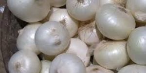 Fresh White Onion