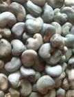 Raw Cashewnut