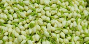 Fresh Jasmine Flowers