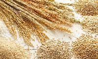 Organic Grains