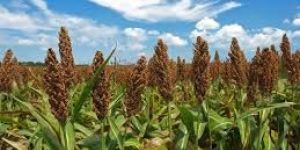 Sorghum Seeds
