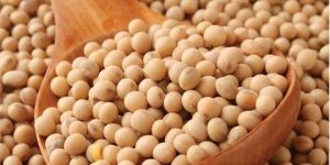 Soybean Seeds