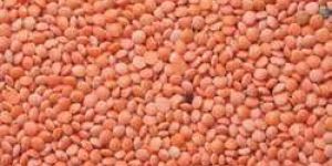 Red Masoor Dal