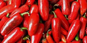 Fresh Red Chilli