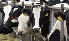 Cow Farming