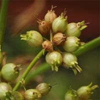 Coriander Seed Oil