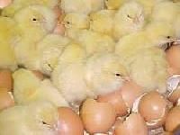 Poultry Hatcheries