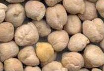 White Chickpeas