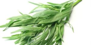 Tarragon Herb