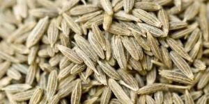 Cumin Seeds