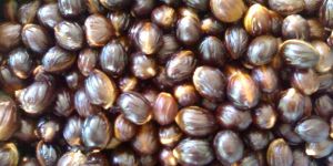 Nutmeg Seeds