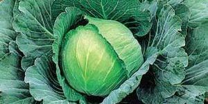 Cabbage