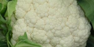 Cauliflower