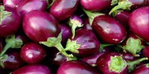 Fresh Brinjal