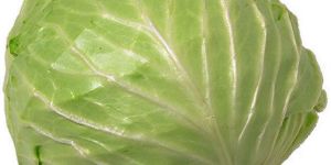 Fresh Cabbage