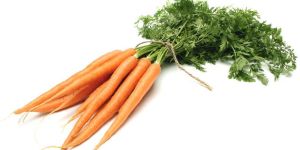 Fresh Carrot
