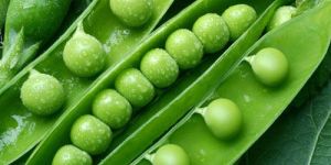 Fresh Peas