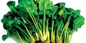 Fresh Spinach