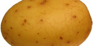 Potato