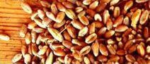 Wheat Seeds