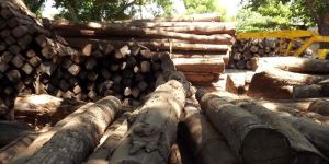 American Teak Wood Logs