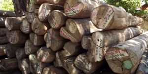 Burma Teak Wood Logs